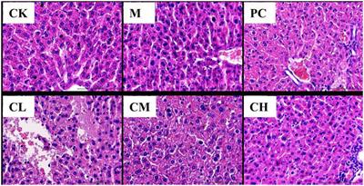 Effects of collagen peptides from Micropterus salmoides skin on oxidative damage induced by cyclophosphamide in mice